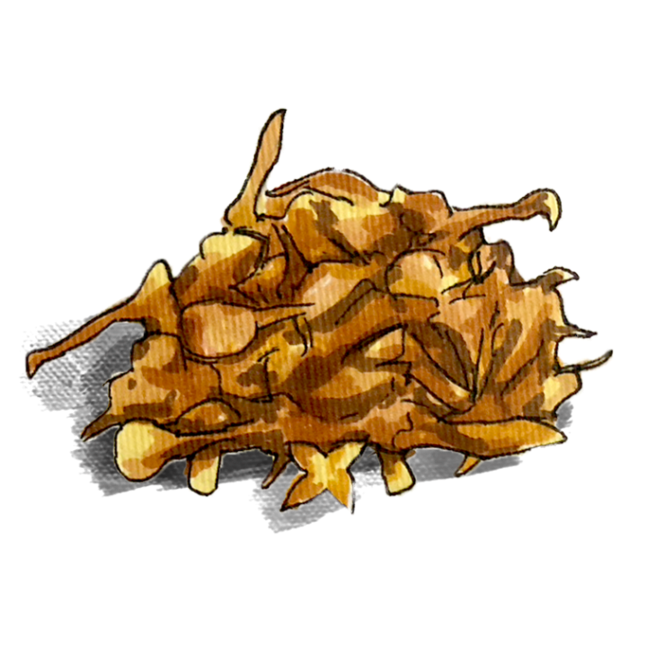 Clove（クローブ：チョウジノキ）