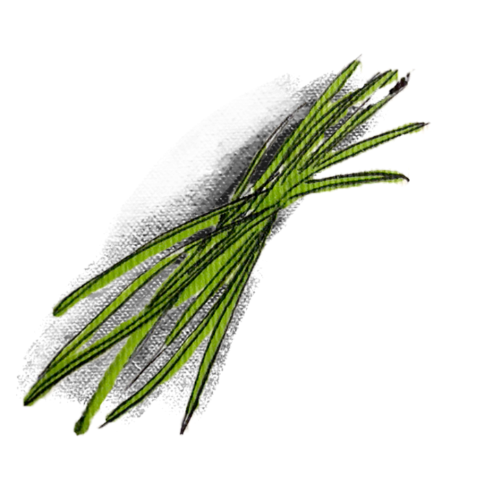 Grass（草）