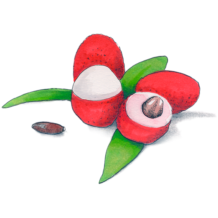Lychee（ライチ）