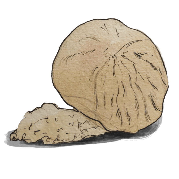 Nutmeg（ナツメグ）