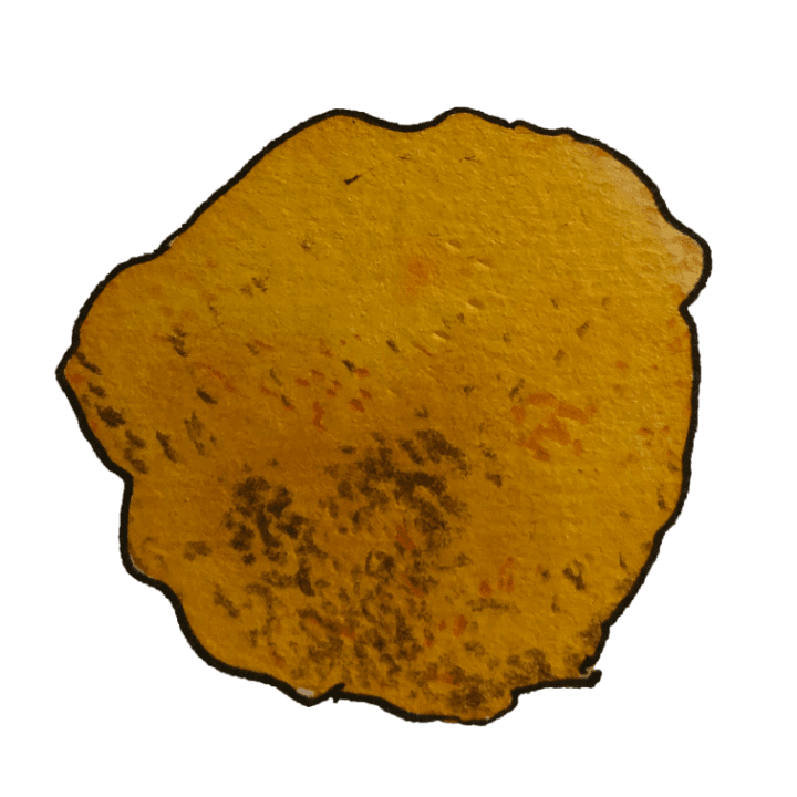 Spice（スパイス）